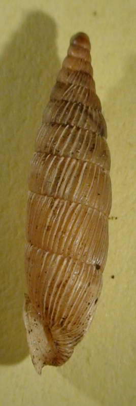 Variazione intraspecifica in Siciliaria gibbula